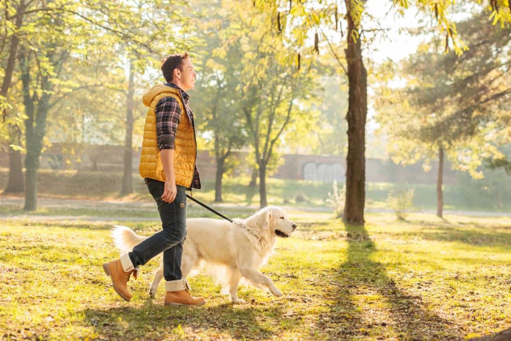 Pet parent walking his well-trained dog on a leash through the park.