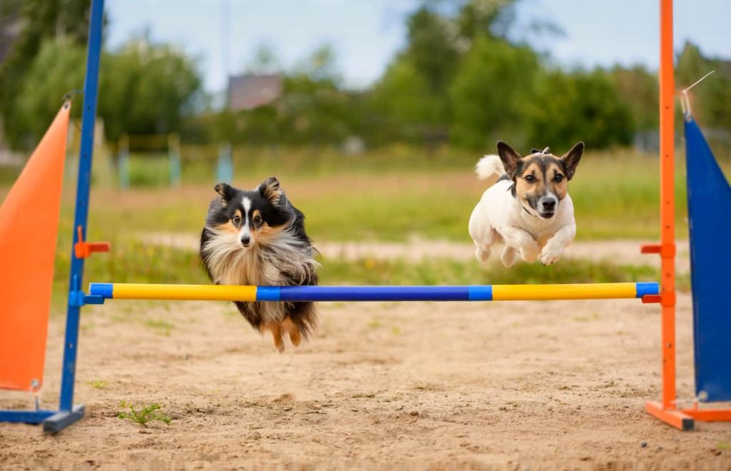 Two dogs jump over a hurdle outside.