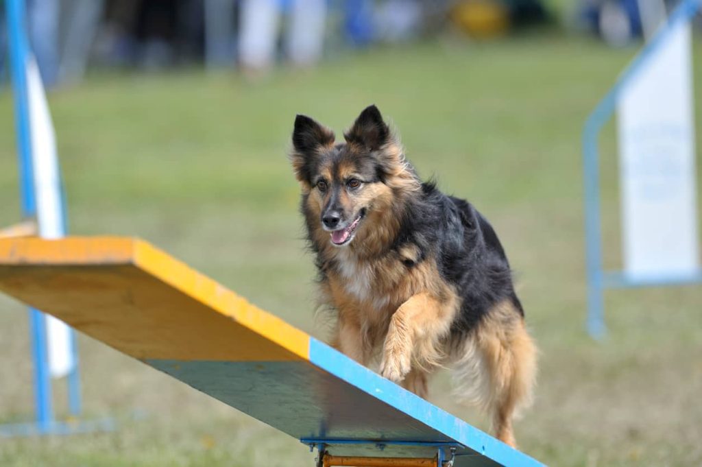 A happy dogs walks over a teeter totter on an agility course.
