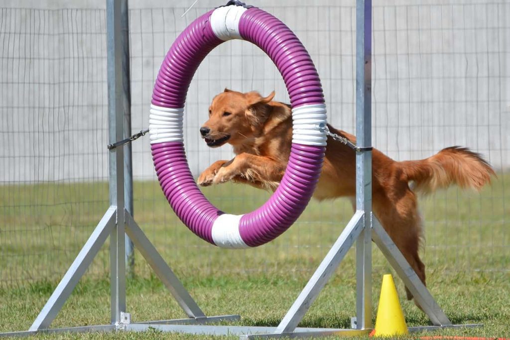 A dog learns to jump through a tire jump on an agility course outside.