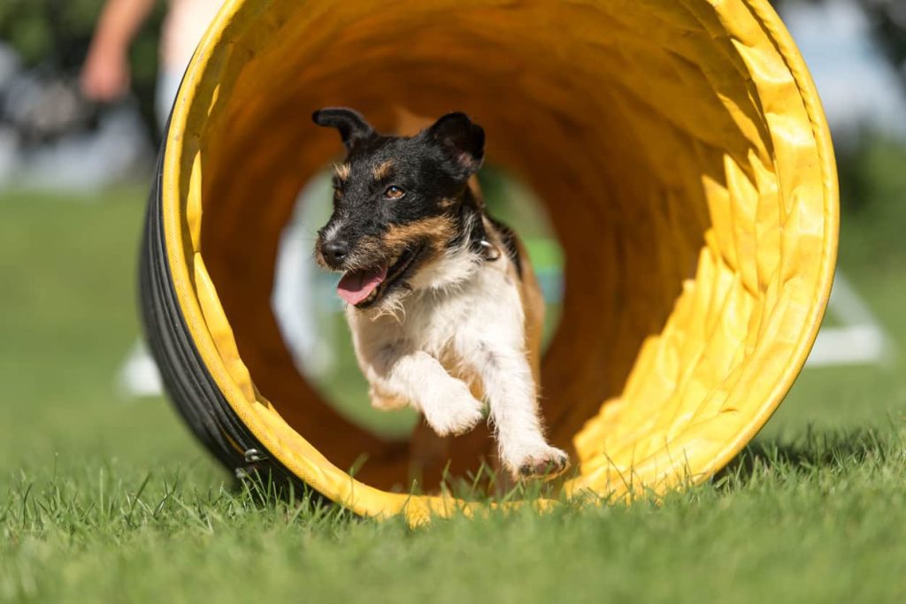 An excited dog learns how to run through a tunnel.