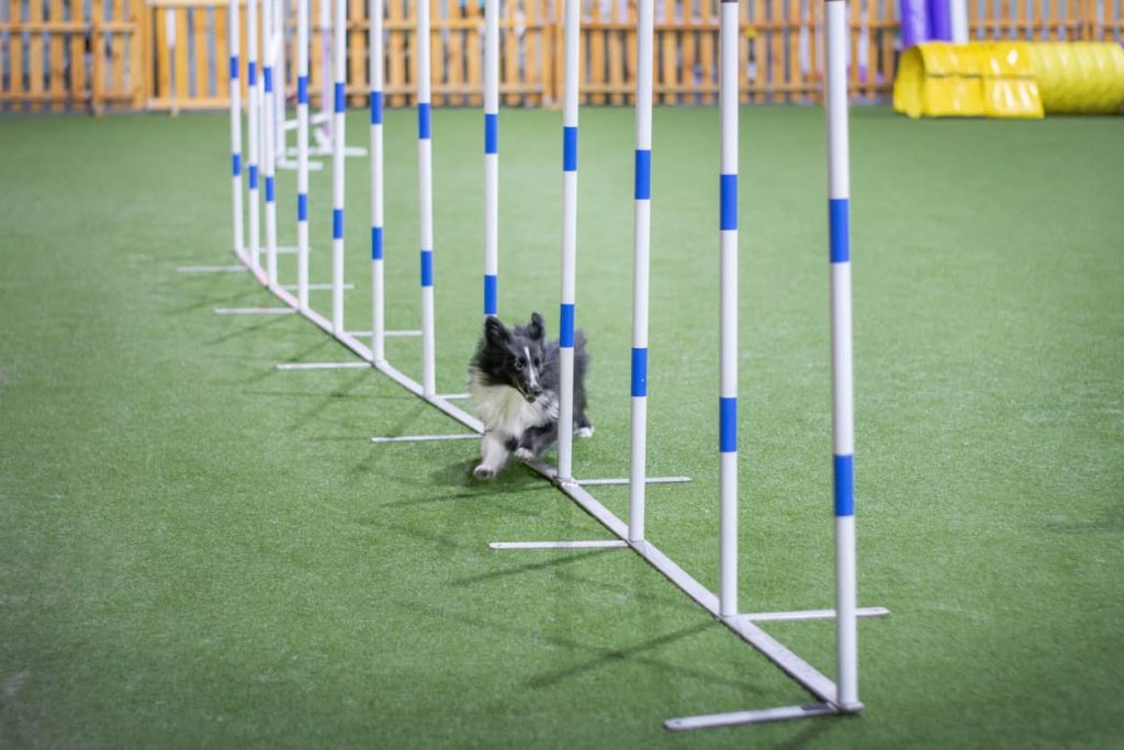 A happy dog weaves through a series of agility poles.