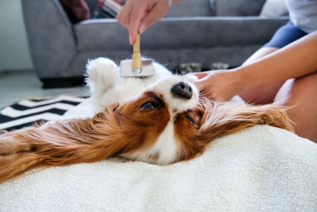 Little dog getting groomed so their hair doesn’t get everywhere.