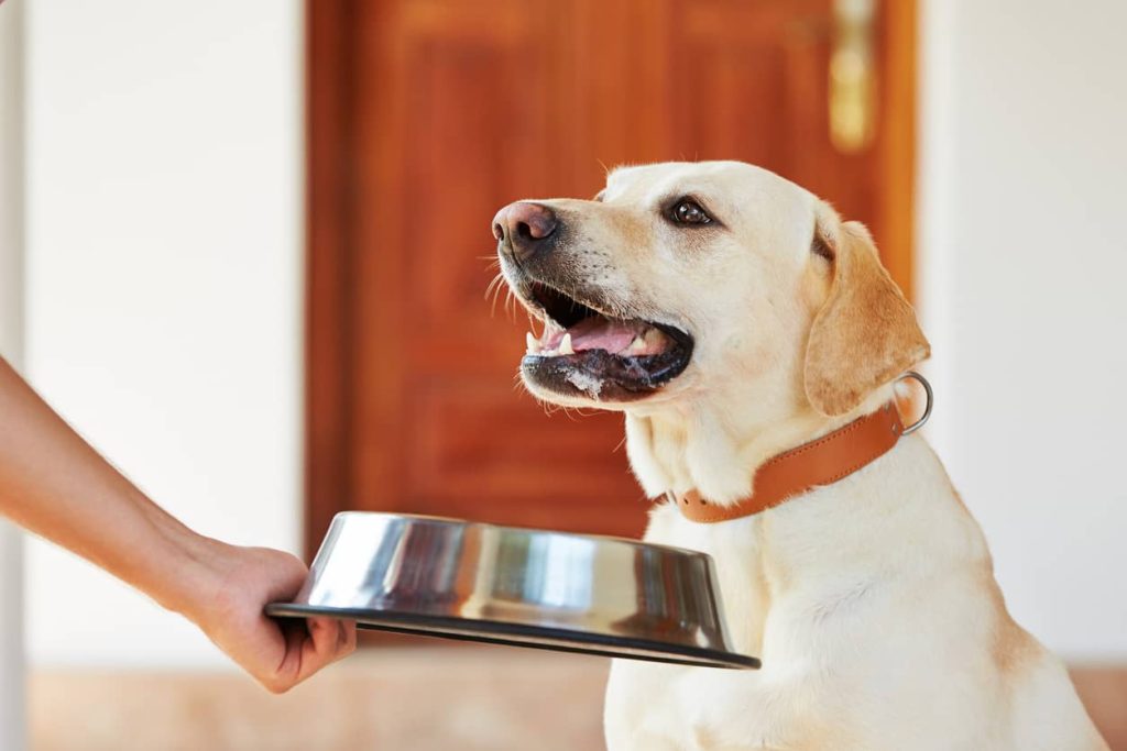 A hungry dog eagerly waiting for dry dog food.