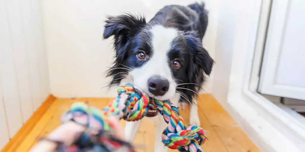 A dog playing tug and staying active through indoor exercise.