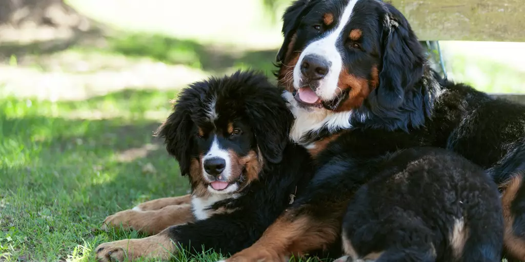 Two dogs who are fed all life stages dog food.