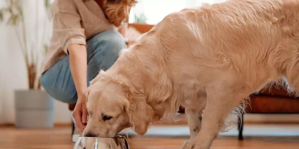 Pet parent feeding her dog food rich in nutrients like protein for amino acids.