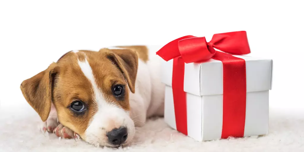 A Christmas puppy being gifted to a loving family.