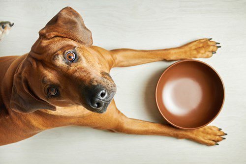 A dog eagerly eagerly waiting to eat according to their feeding schedule.