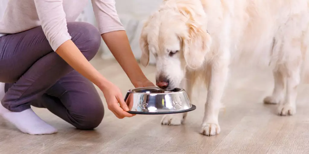 A woman giving her dog food in a bowl according to a feeding schedule.