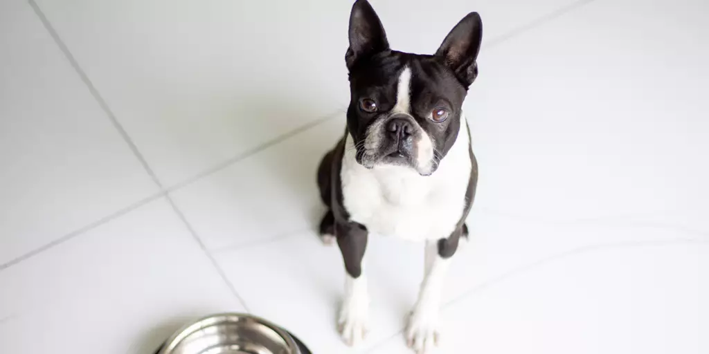 A patient pooch waiting for a special dry dog food for picky eaters.