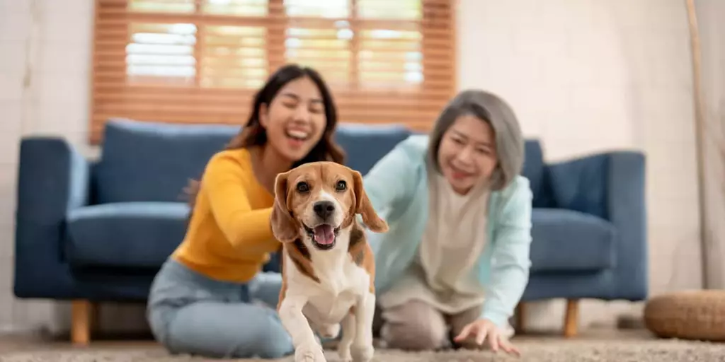 A furry friend happily running around with a case of the dog zoomies.