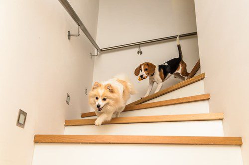 Two dogs zooming down a flight of stairs.