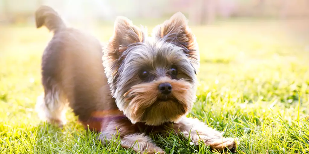 A Yorkshire Terrier puppy getting housetrained.