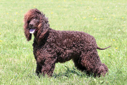 An Irish Water Spaniel, one of the native Irish dog breeds.