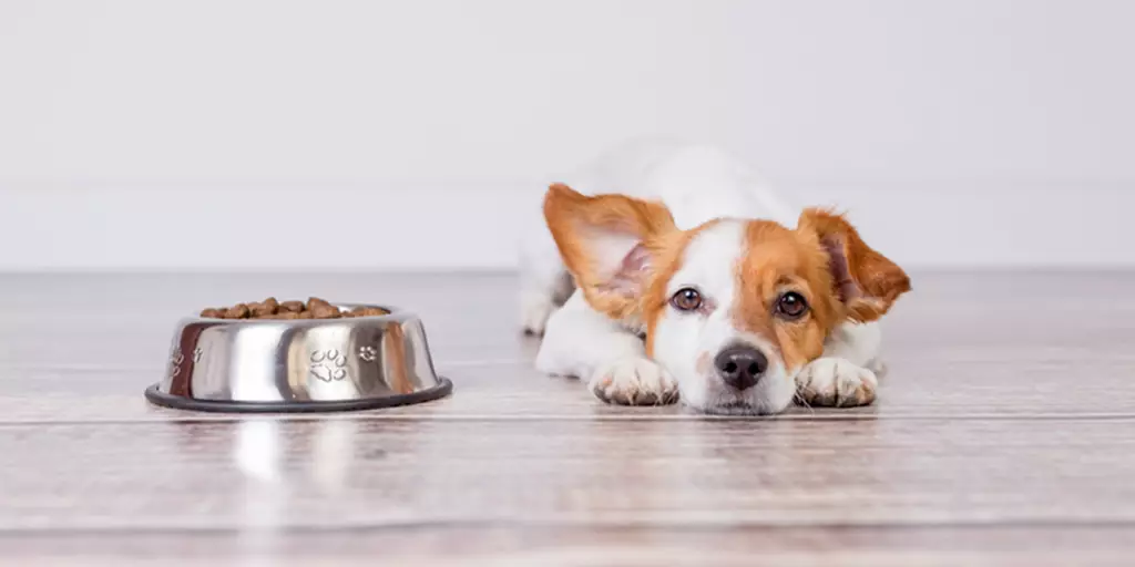 A dog that is a picky eater waiting for tastier food.