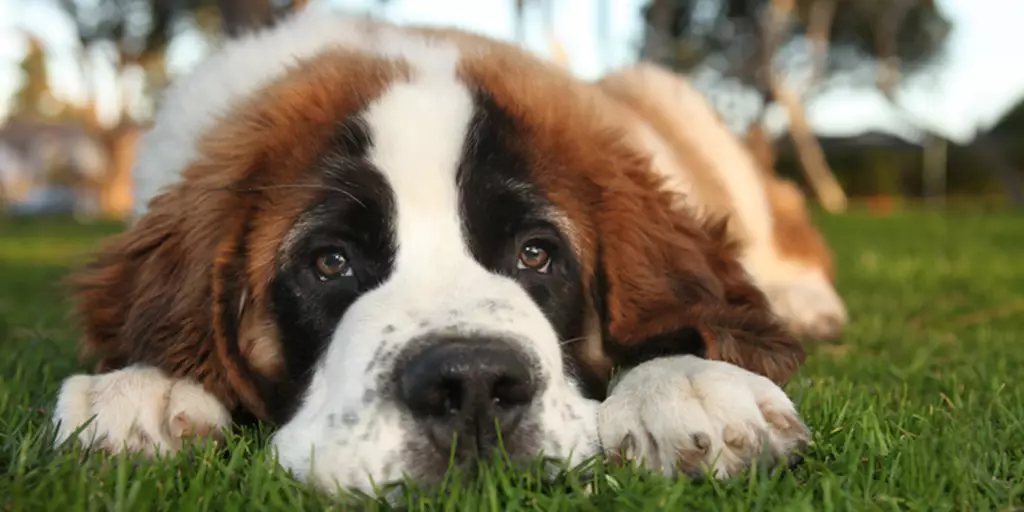 A Saint Bernard taking a break in the grass to help him maintain good joint health for dogs.