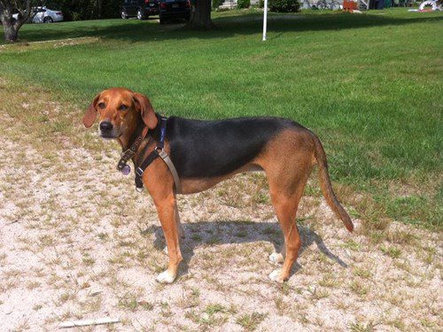 A Kerry Beagle, one of the rarest native Irish dog breeds.