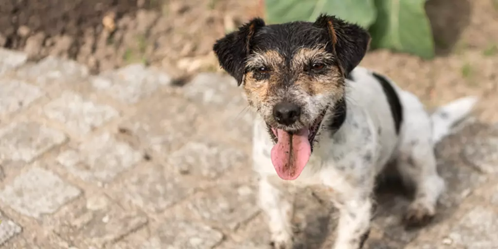 A muddy dog that needs to be cleaned.