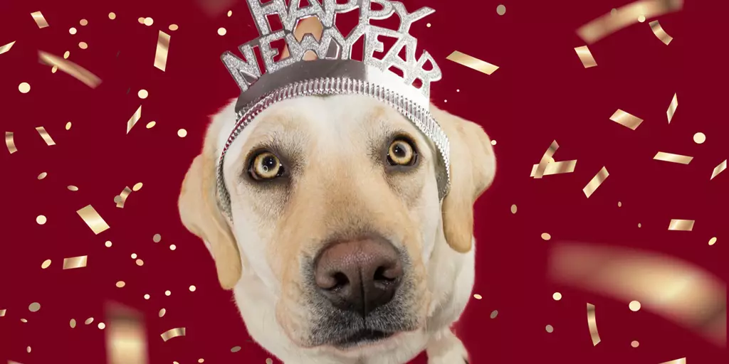 A loving best friend looking waiting to hear about his dog New Year’s resolutions.