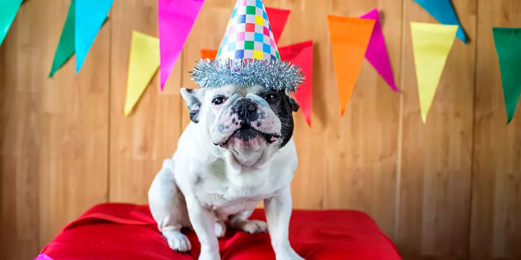 A happy dog posing during his birthday party.