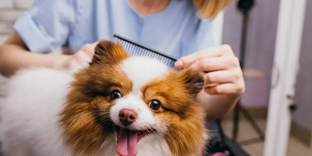 A happy puppy is getting her coat brushed by a groomer.