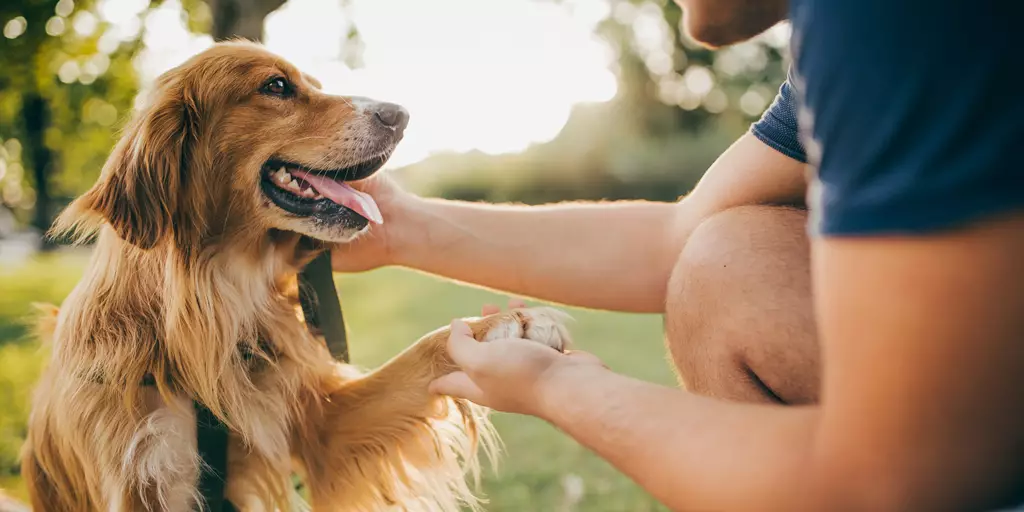 A pet parent with a mature dog fed with senior dog food.