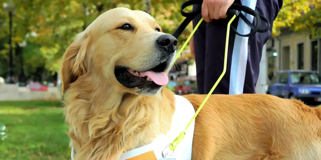 A service dog helps their handler walk outside.