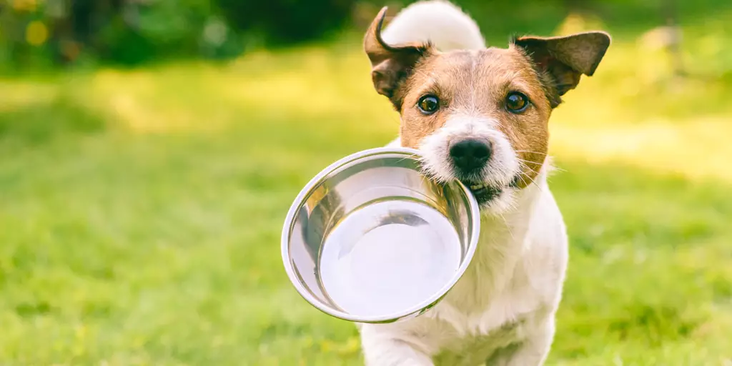 A patient dog waiting for someone to fill her bowl.