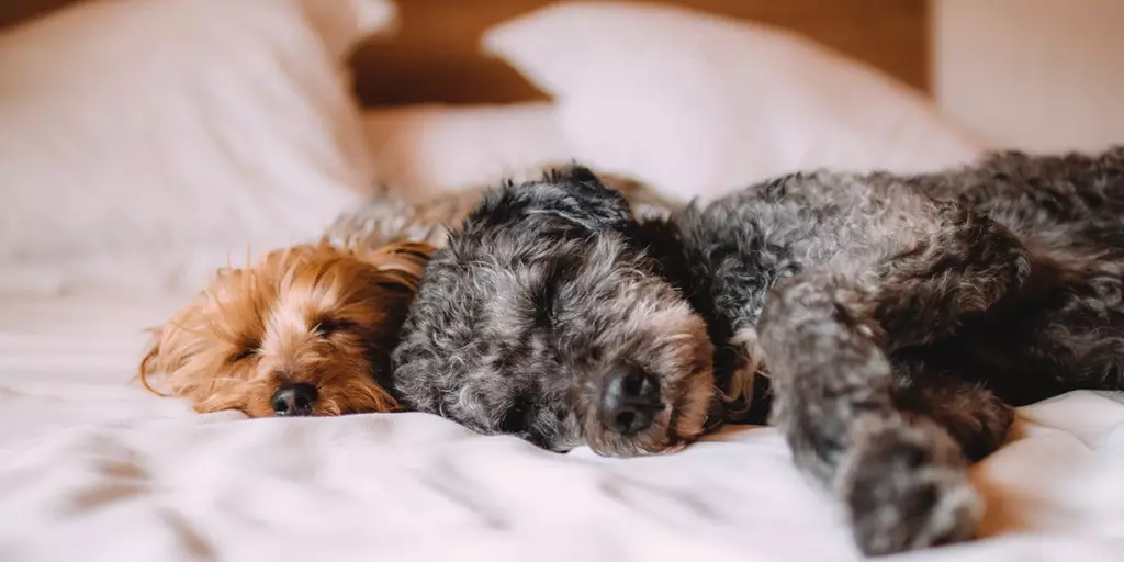 A pair of tired dogs sleeping in a bed at night time.