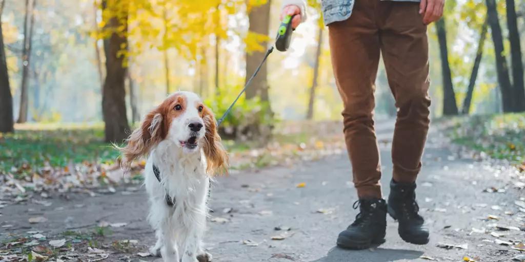 A well-behaved dog walking in the park after being trained to not bark at people.