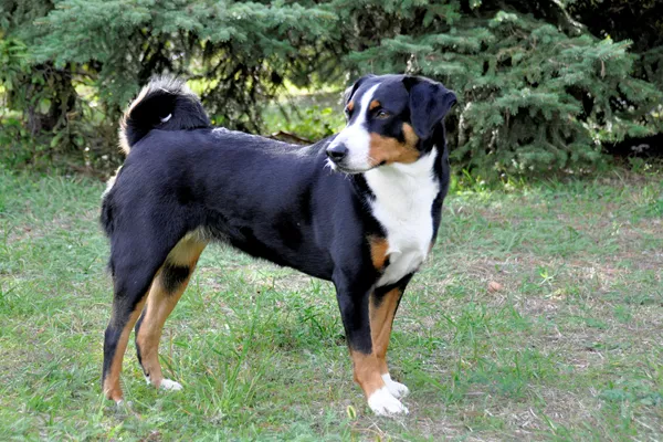 Appenzell Mountain Dog