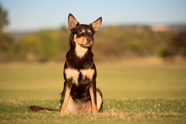 Australian Kelpie