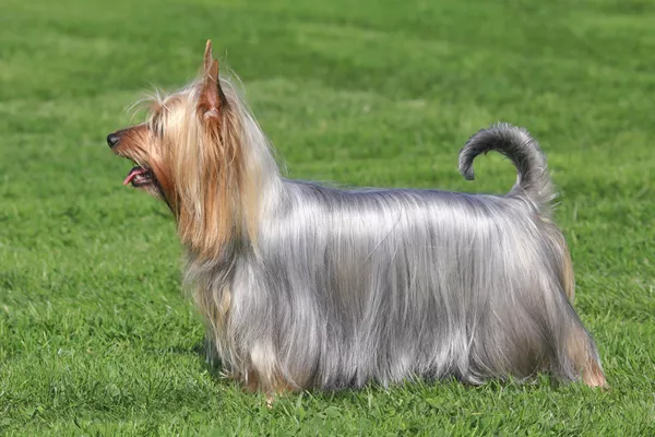 Australian Silky-Haired Terrier