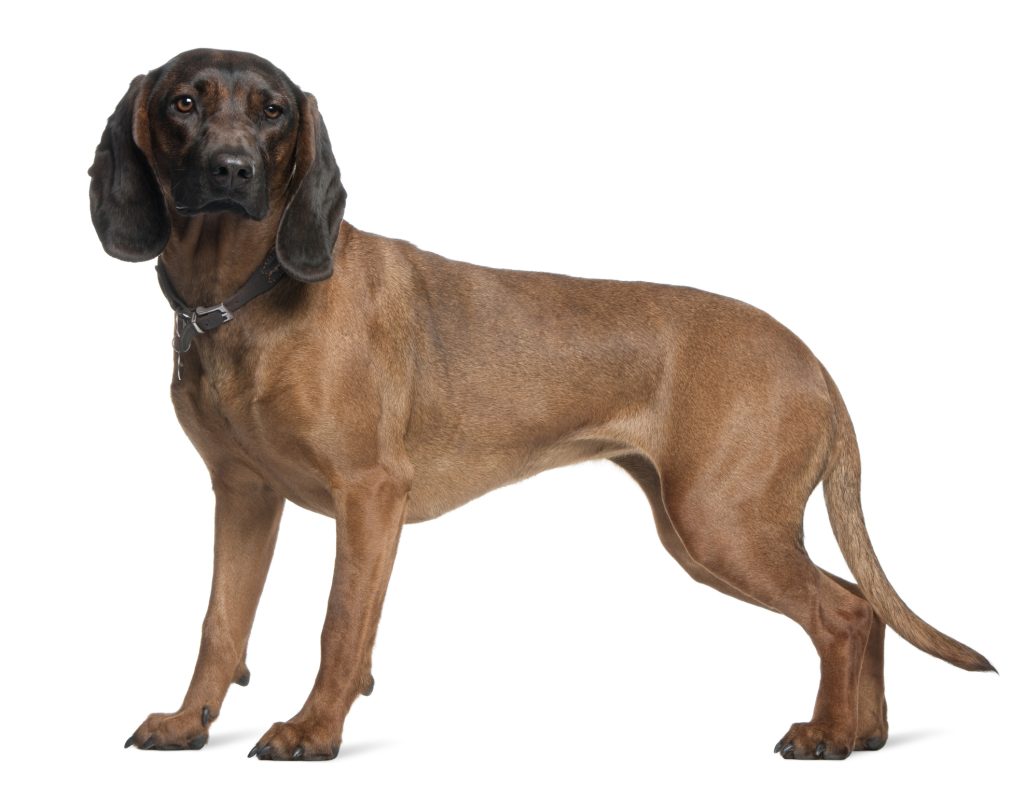 Bavarian Mountain Dog on a white background