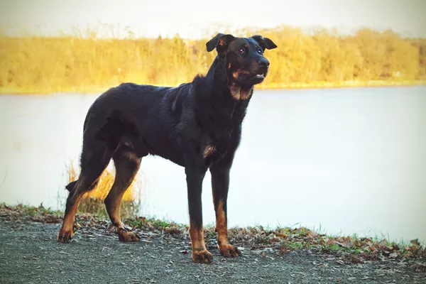 Beauce Shepherd