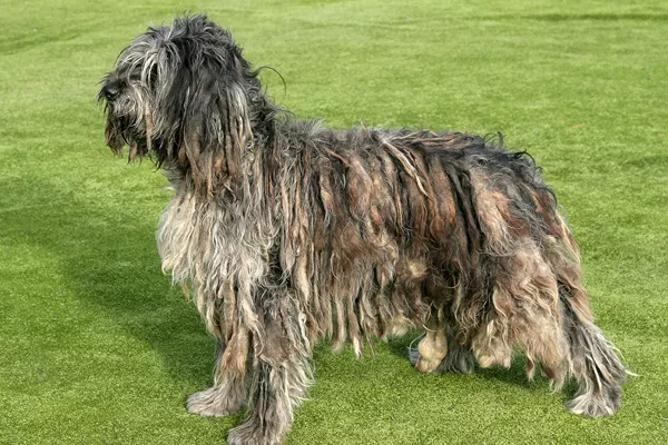 Bergamasco Sheepdog