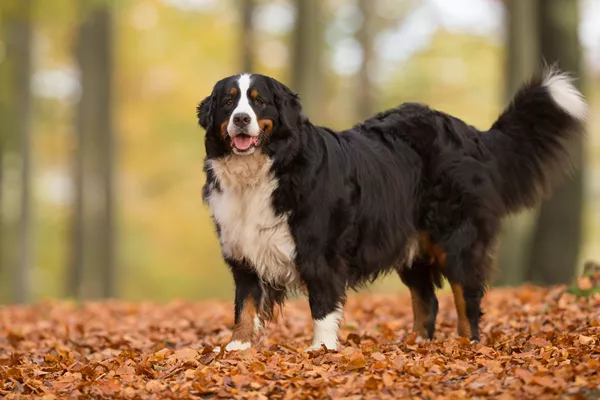 Bernese Mountain Dog