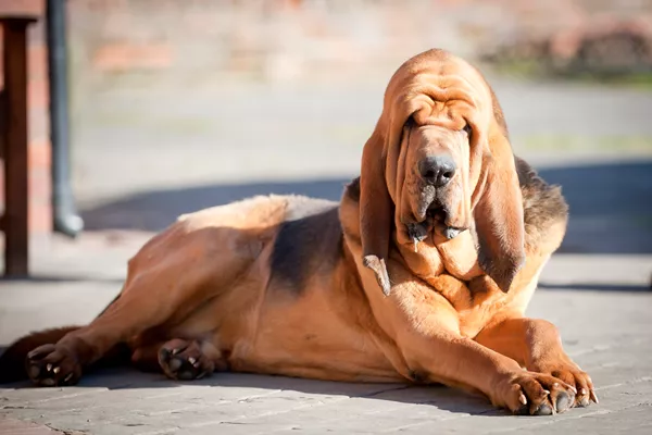 Bloodhound