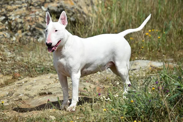 Bull Terrier