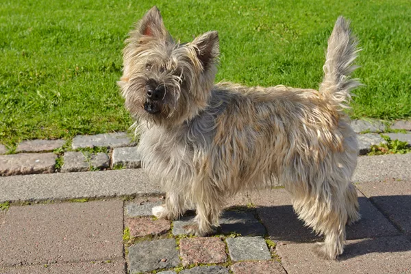 Cairn Terrier