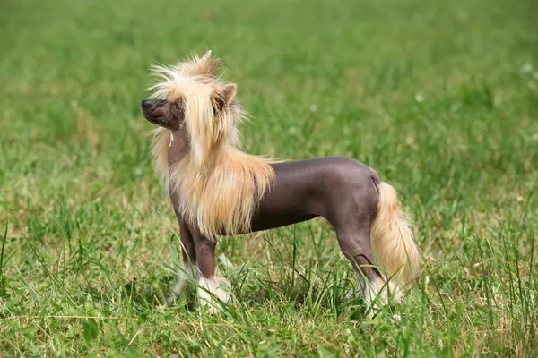 Chinese Crested Dog