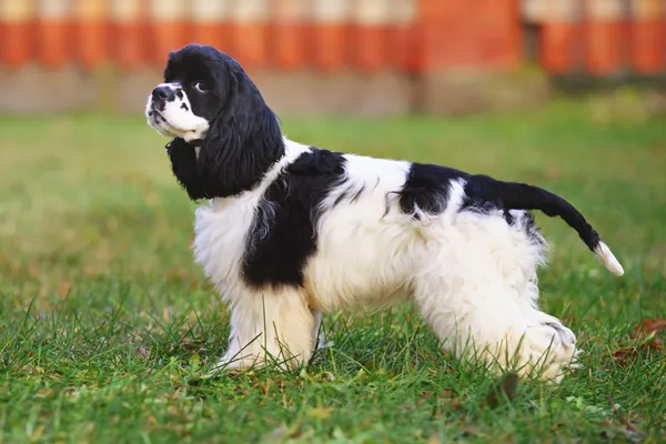 American Cocker Spaniel