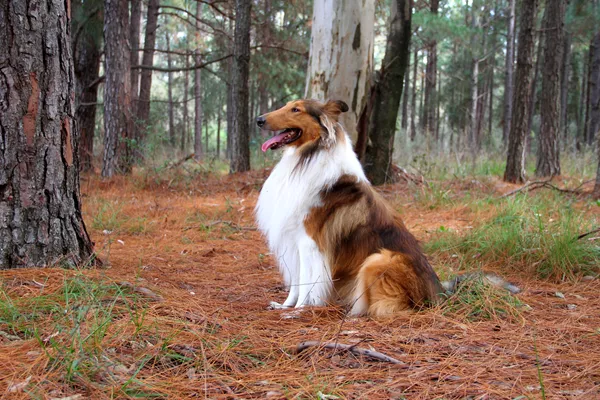 Collie