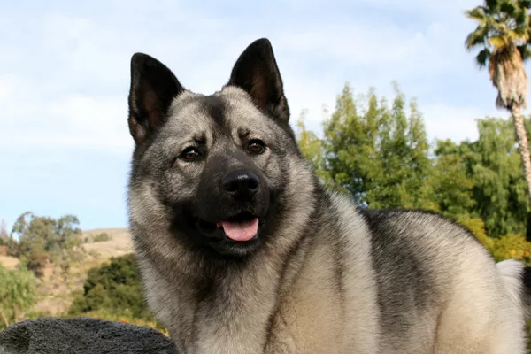 Elkhound