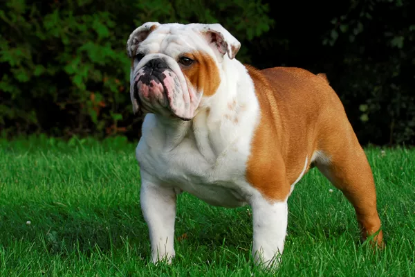 English Bulldog