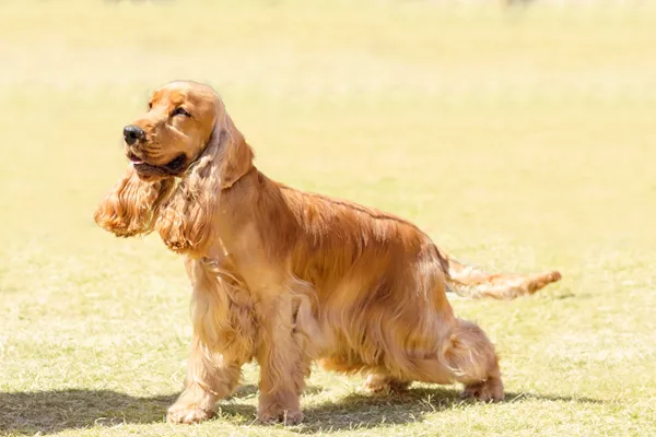 English Cocker Spaniel