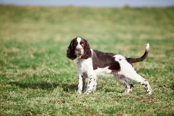 English Springer Spaniel