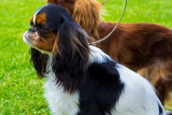 English Toy Spaniel