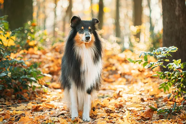 English Shepherd